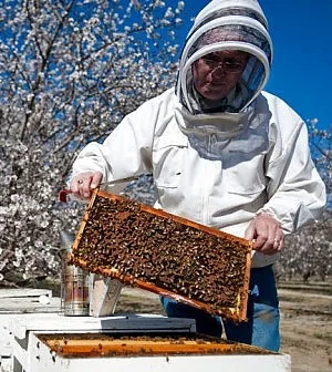 Mandorle alle stelle negli USA a causa della  moria di api