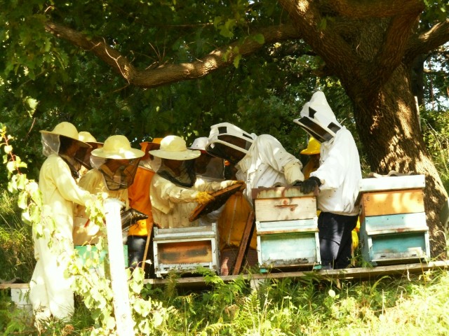 La settimana di ALPA Miele 11 – 17/4/16