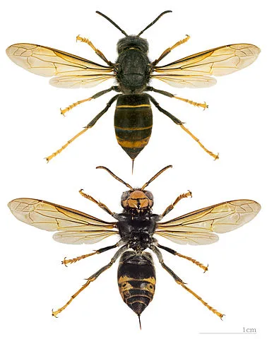 images_vespa_velutina_nigrithorax_mhnt