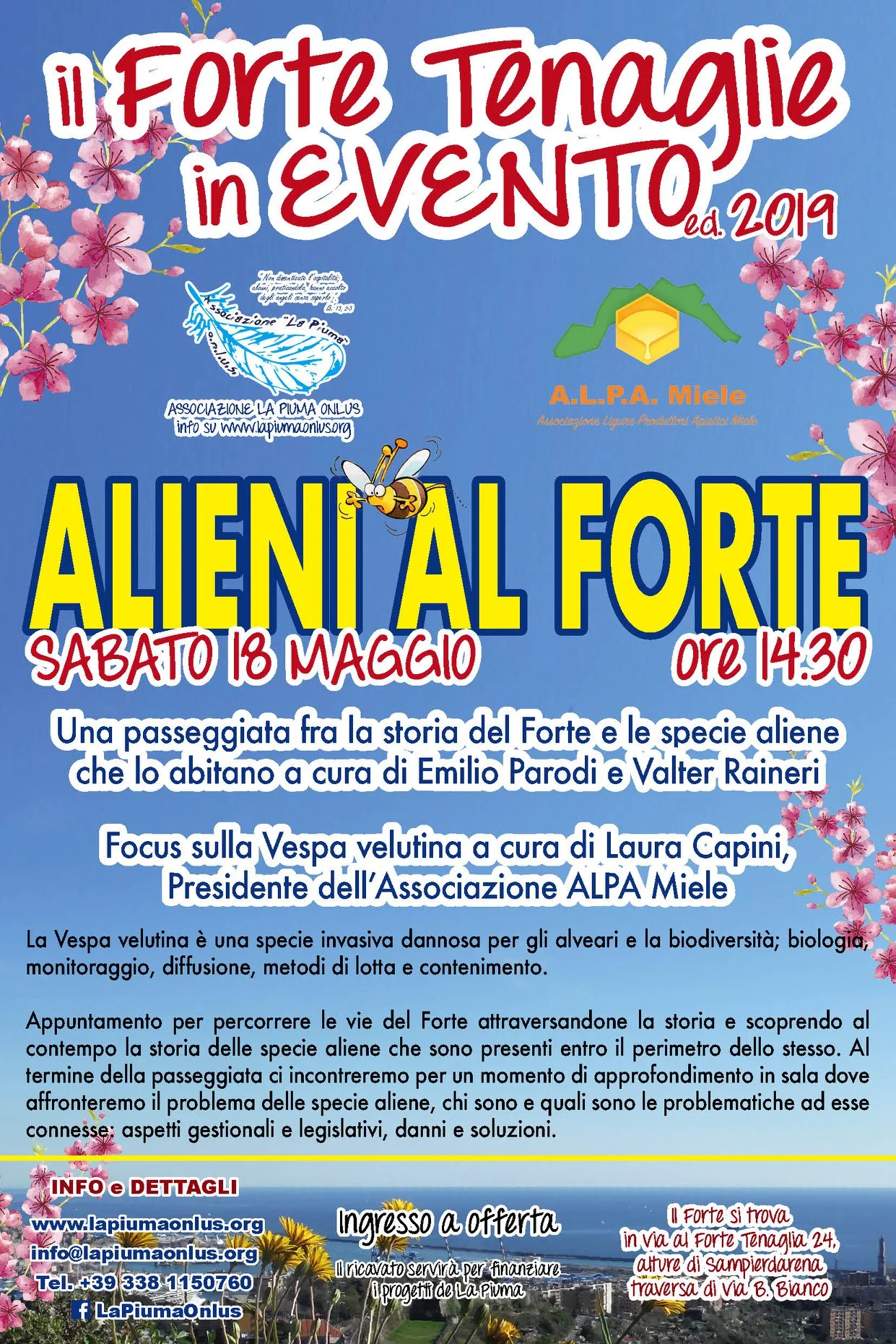 images_img19_velutinatenaglie