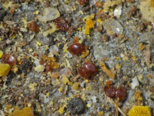 Progetto Monitoraggio Varroa