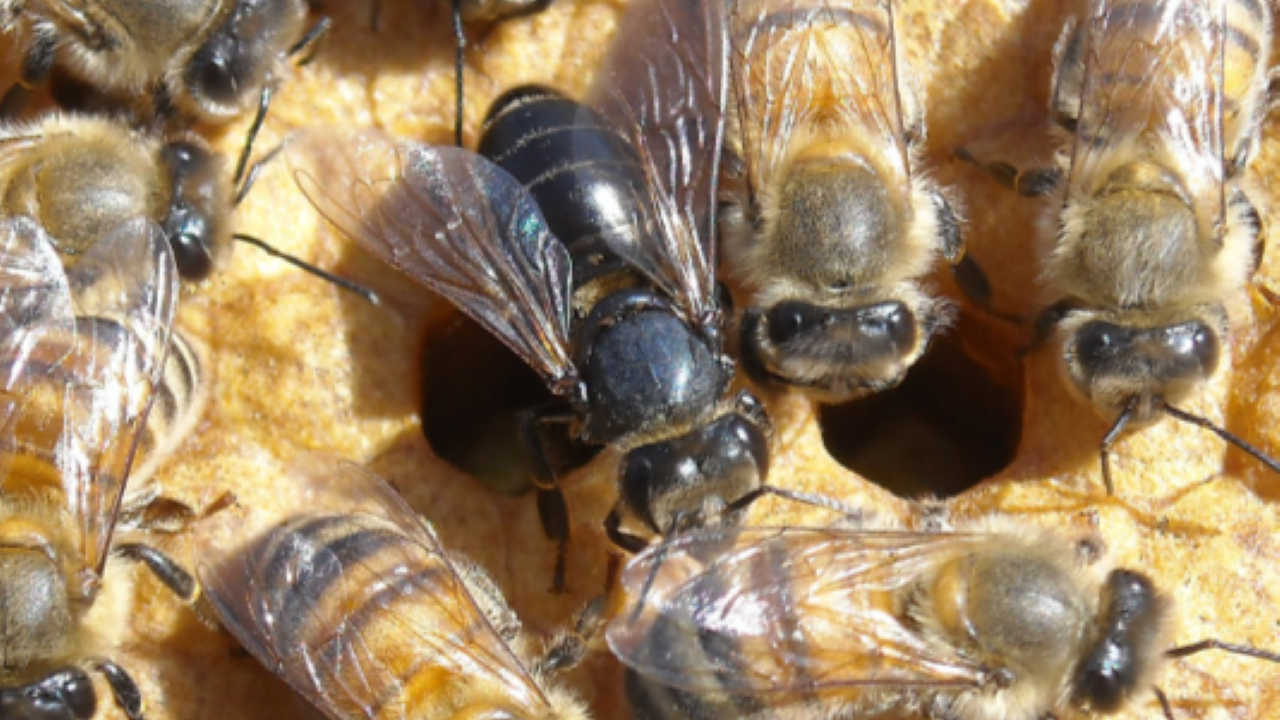 Seminario su Patologie Apistiche con Giovanni Guido a Imperia