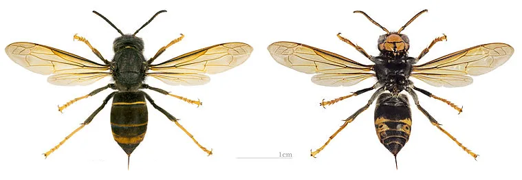 VELUTINA RICONOSCIMENTO