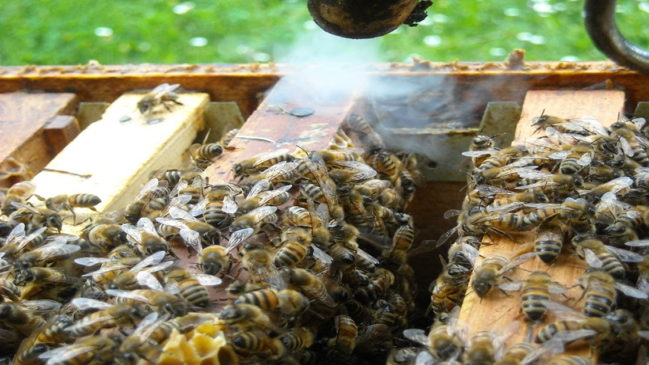 Corso Base di Apicoltura a Genova – Valpolcevera