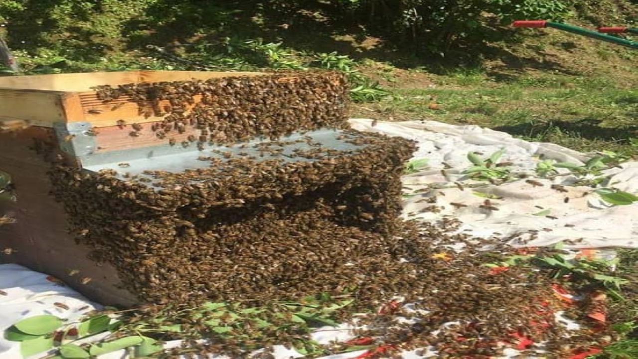 Corso Base di Apicoltura a La Spezia