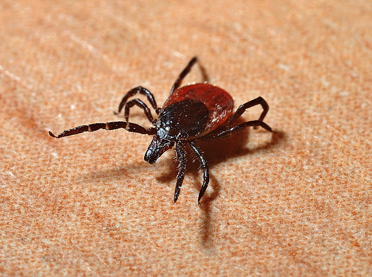 Piccola guida per difendersi dalle zecche e dalle malattie correlate
