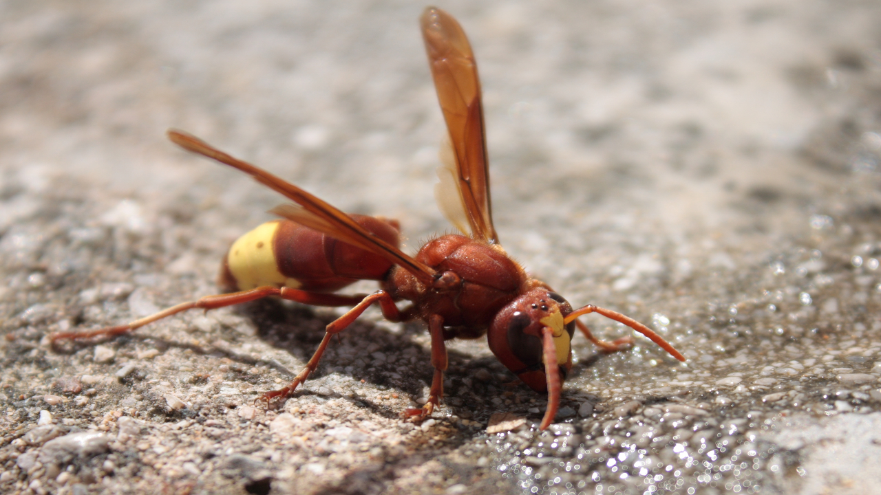 Vespa velutina e Vespa orientalis