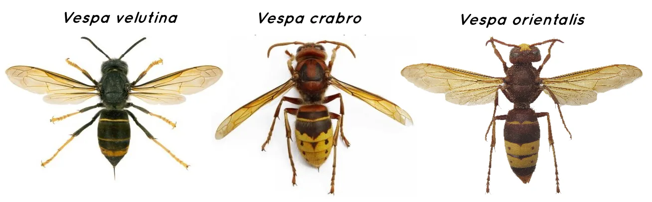 confronto velutina crabro orientalis