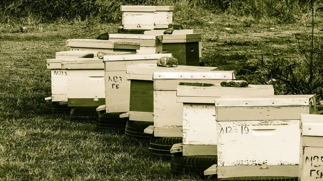 hive 1930578_1280