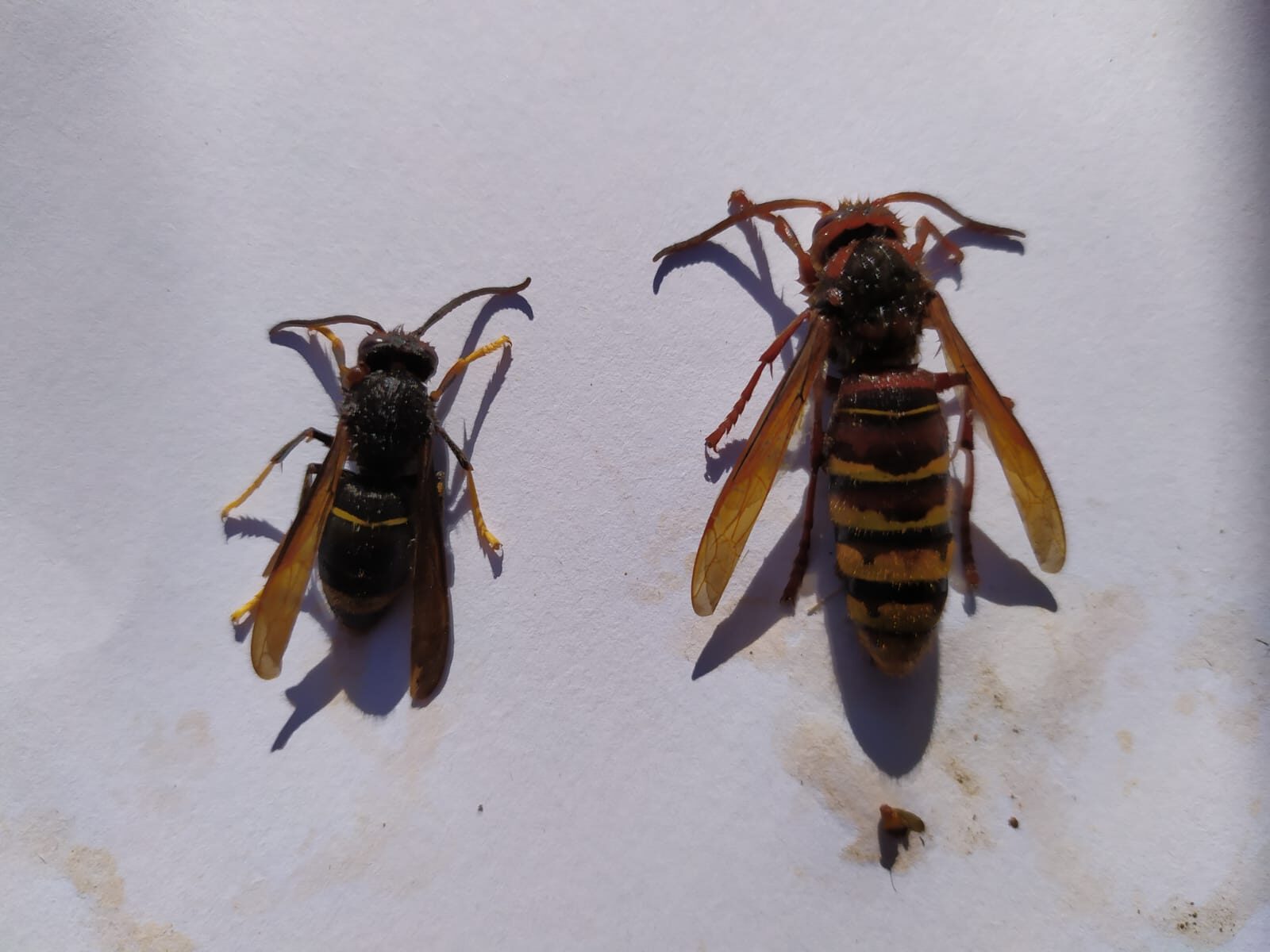 Vespa velutina a Genova
