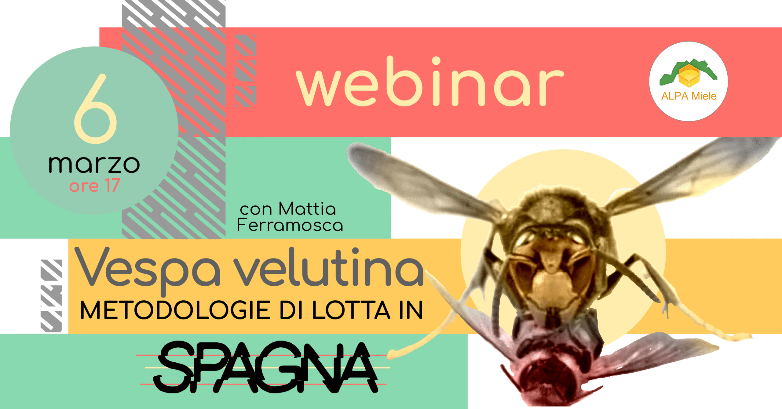 webinar: Vespa velutina, metodologie di lotta in Spagna