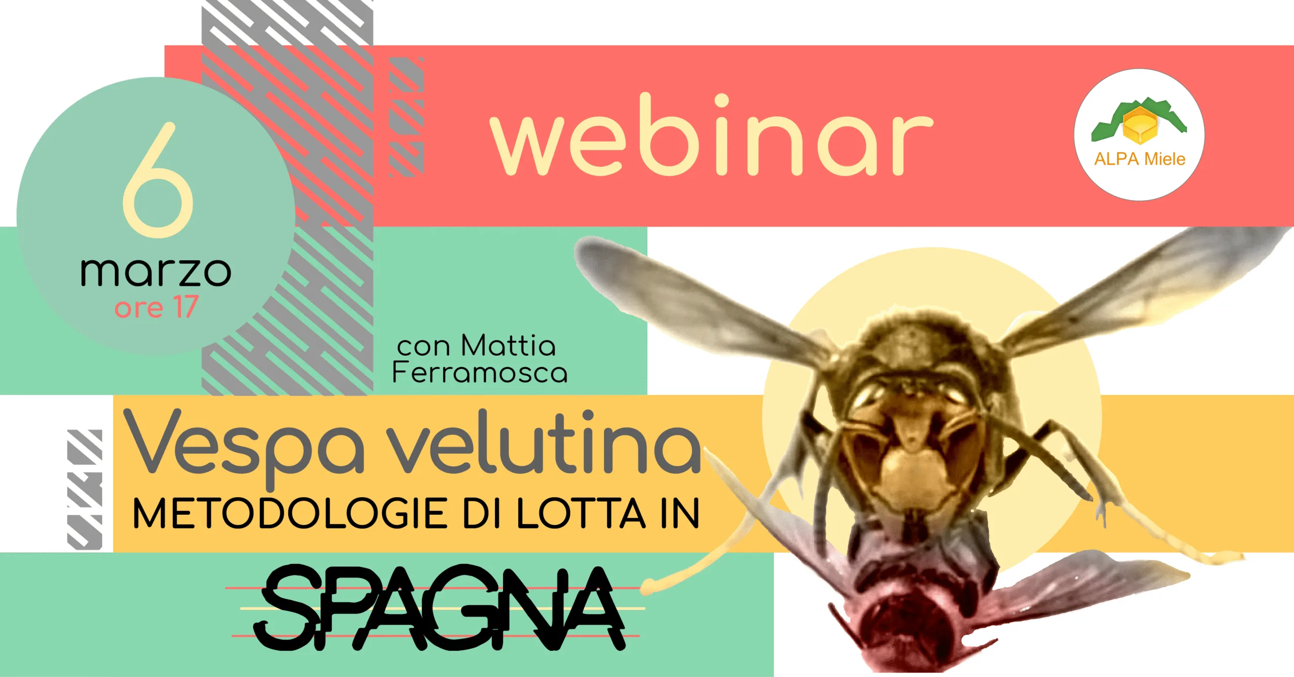 webinar: Vespa velutina, metodologie di lotta in Spagna