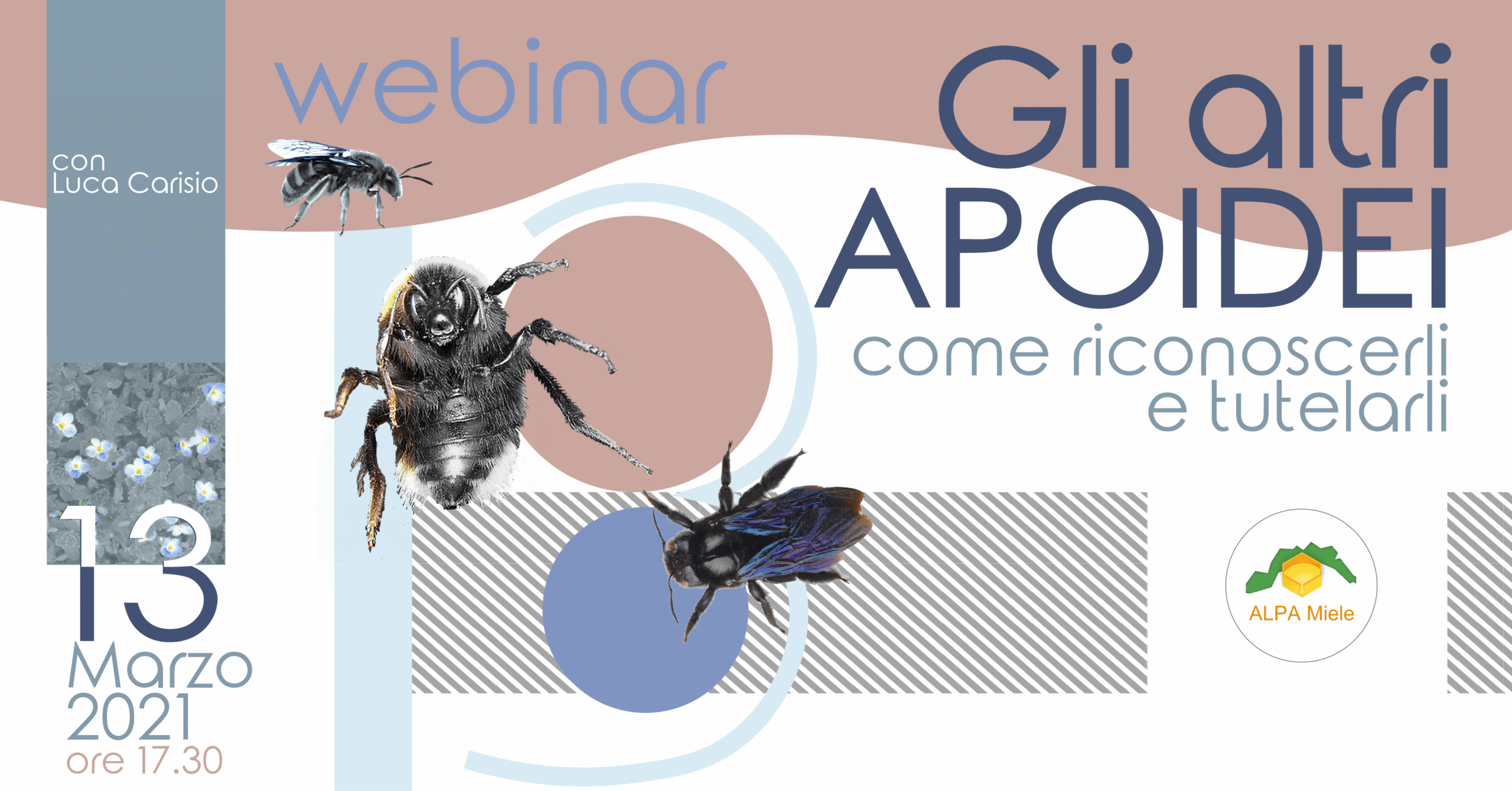 webinar: Gli altri apoidei, riconoscerli e tutelarli