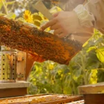 Corso Base di Apicoltura
