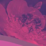 V Convegno di Apicoltura